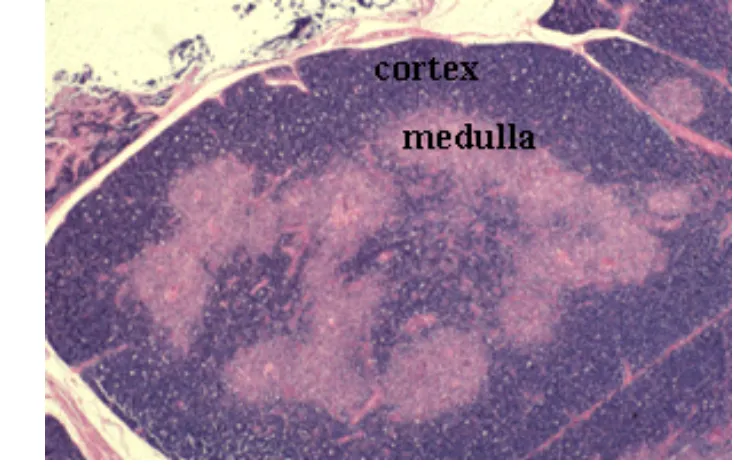 Gambar 3 Organ timus terdiri medula dan korteks yang dibungkus oleh kapsula. Setiap 