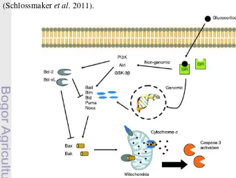 Gambar 6 Mekanisme apoptosis akibat glukokortikoid (sumber: Schlossmaker et al.2011) 
