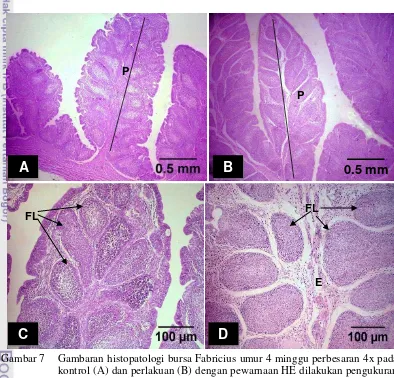 Gambar 7  Gambaran histopatologi bursa Fabricius umur 4 minggu perbesaran 4x pada 