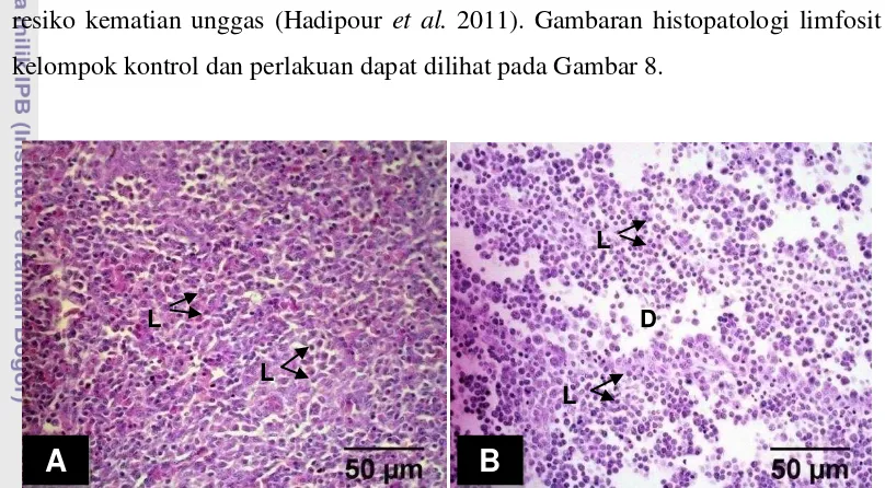 Gambar 8 Gambaran histopatologi bursa Fabricius umur 4 minggu perbesaran 40x 