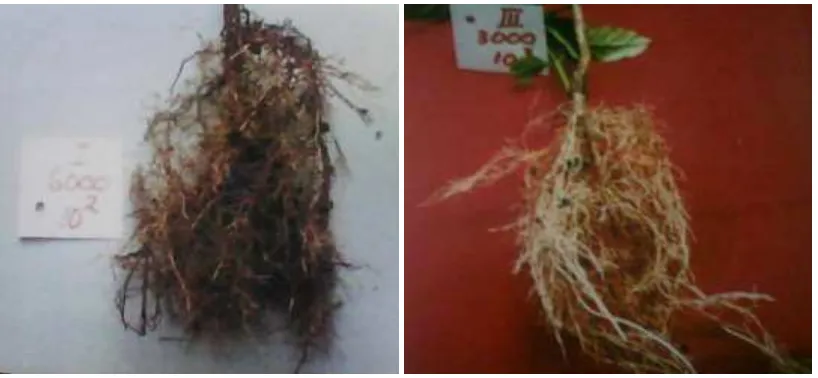 Gambar 17 dan 18 adalah contoh akar kopi yang baru terbentuk (berwarna lebih 