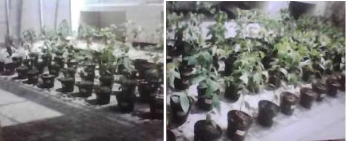 Gambar : deretan tanaman kopi Arabika yang sudah diinokulasi dengan NPA dan Pp (kiri) 