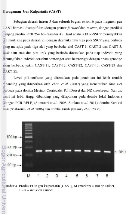 Gambar 4  Produk PCR gen kalpastatin (CAST), M (marker) = 100 bp ladder,  