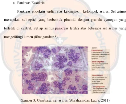 Gambar 3. Gambaran sel asinus (Abraham dan Laura, 2011) 