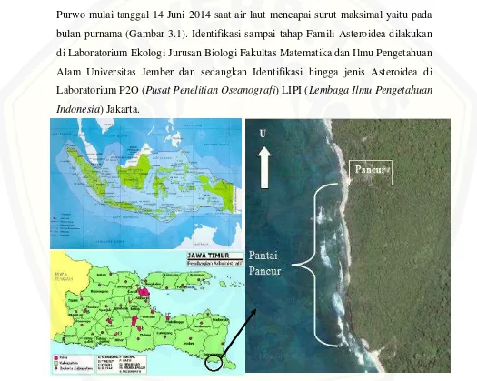 Gambar 3.1 Lokasi Pantai Pancur Taman Nasional Alas Purwo (Wikimapia, 2014). 