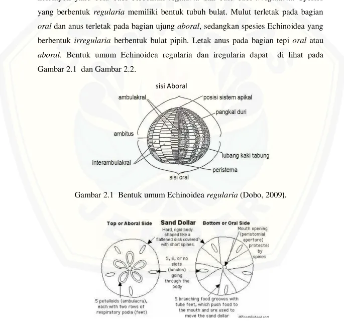 Gambar 2.2 Bentuk umum Echinoidea irregularia (Dobo, 2009). 