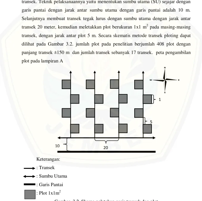 Gambar  3.2  Skema peletakan garis transek dan plot 