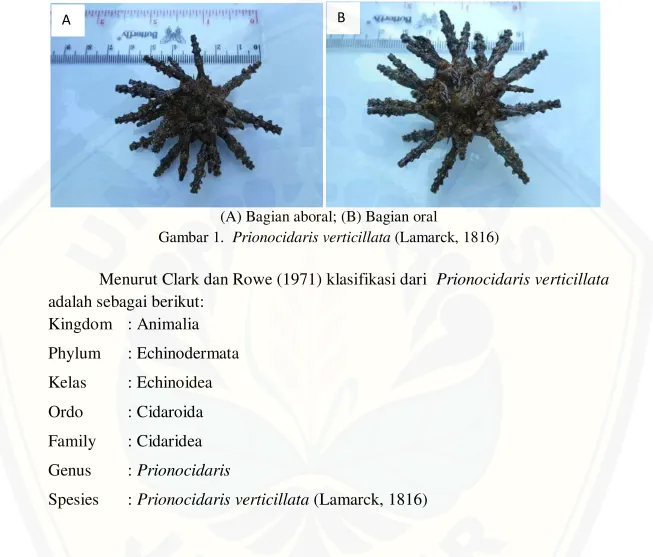 Gambar 1.  Prionocidaris verticillata (Lamarck, 1816) 