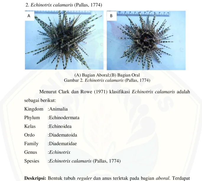 Gambar 2. Echinotrix calamaris (Pallas, 1774) 