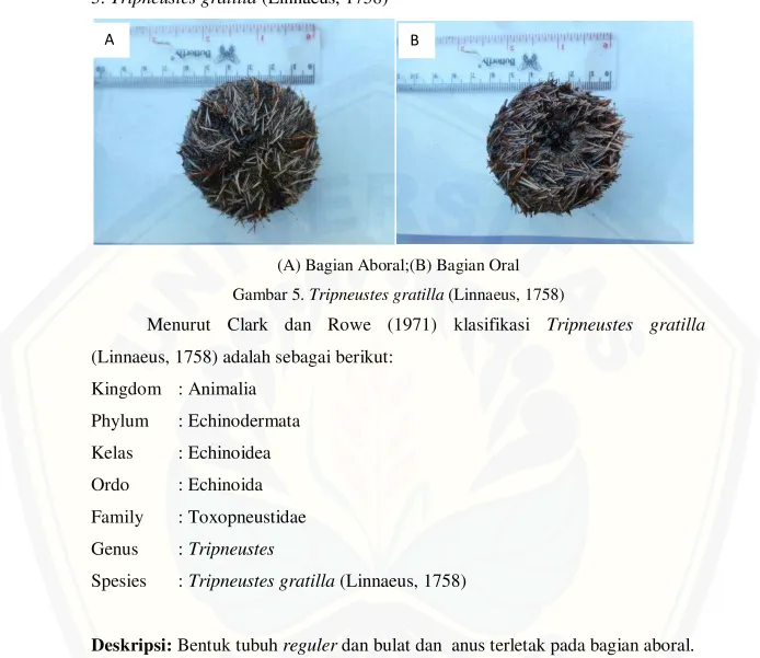 Gambar 5. Tripneustes gratilla (Linnaeus, 1758) 