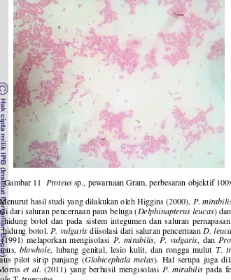 Gambar 11  Proteus sp., pewarnaan Gram, perbesaran objektif 100x 
