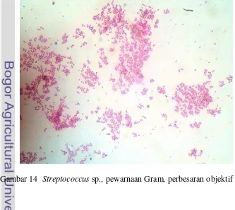 Gambar 14  Streptococcus sp., pewarnaan Gram, perbesaran objektif 100x 