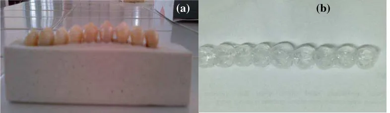 Gambar 5. (a) Sampel diprofilaksis dengan pasta profilaksi, (b) akar sampel ditutup dengan cat kuku bening 