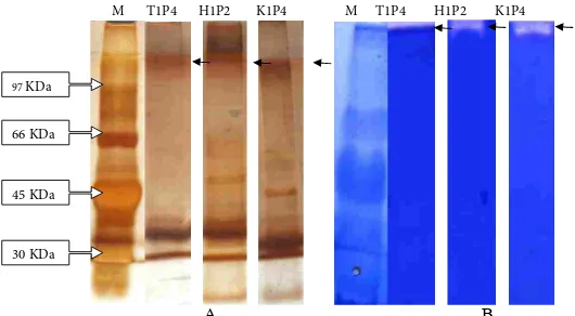 Gambar 5 Hasil SDS PAGE dan Zimogram protease isolat bakteri tumbuhan rawa (M=marker, A= SDS-PAGE,  Gambar 5  Hasil SDS PAGE  dan Zimogram protease isolat bakteri tumbuhan  rawa  B=Zimogram).(M=marker, A=SDS-PAGE, B=Zimogram) 