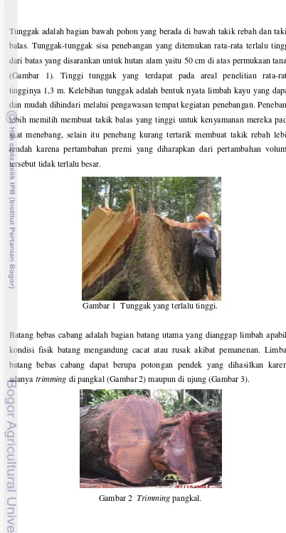 Gambar 2  Trimming pangkal. 