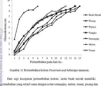 Gambar 11 Pertumbuhan koloni Fusarium asal beberapa tanaman. 