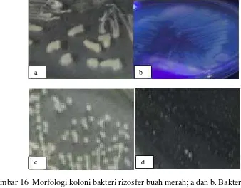 Gambar 16  Morfologi koloni bakteri rizosfer buah merah; a dan b. Bakteri 