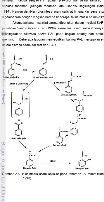 Gambar 2.5  Biosintesis asam salisilat pada tanaman (Sumber: Ribnicky et al. 