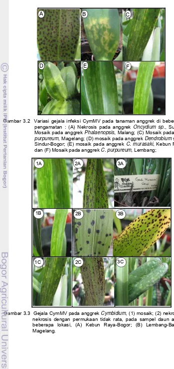 Gambar 3.2  Variasi gejala infeksi CymMV pada tanaman anggrek di beberapa  lokasi  