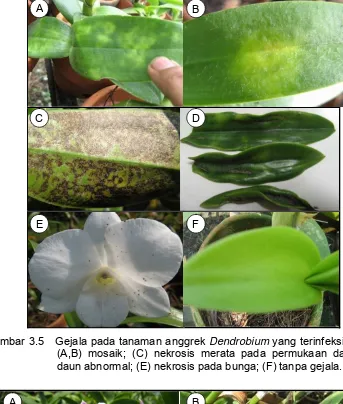 Gambar 3.5   Gejala pada tanaman anggrek Dendrobium yang terinfeksi ORSV: 