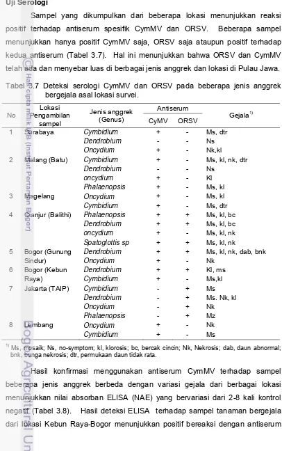Tabel 3.7 Deteksi serologi CymMV dan ORSV pada beberapa jenis anggrek 