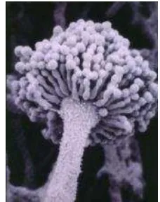 Gambar 1. Penampakan A.flavus di bawah mikroskop elektron (Anonimb 2011) 