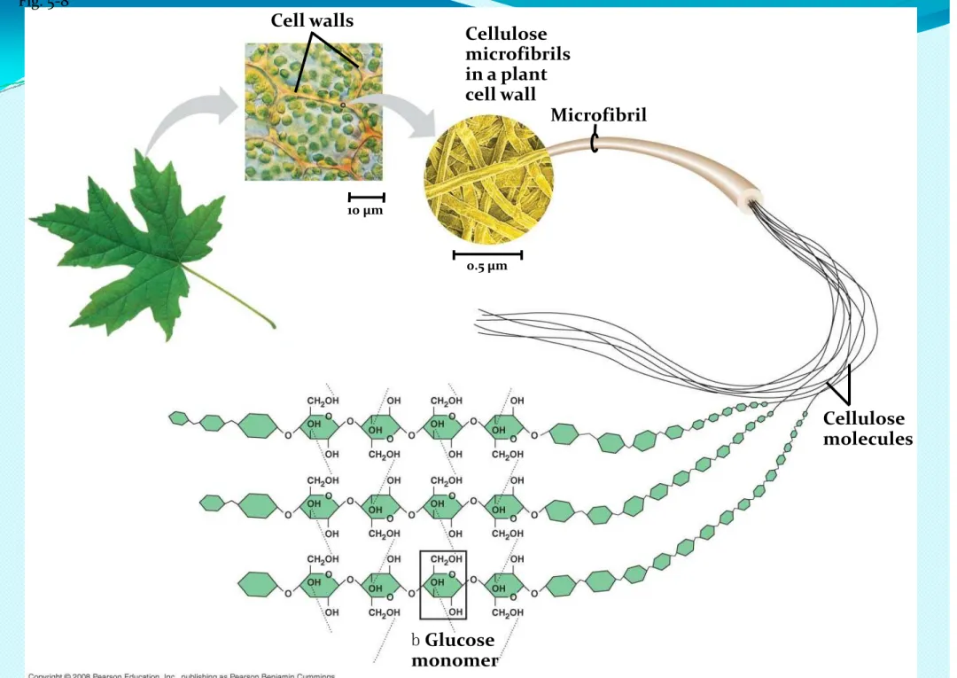 Fig. 5-8 MicrofibrilCellulosemicrofibrilsin a plantcell wall 0.5 µm10 µmCell walls b Glucose monomer Cellulose molecules