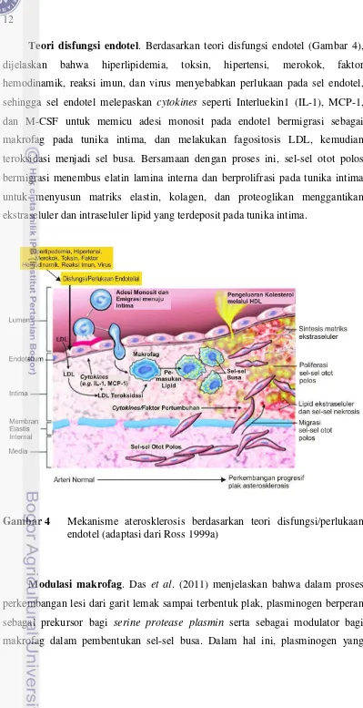 Gambar 4  Mekanisme aterosklerosis berdasarkan teori disfungsi/perlukaan 