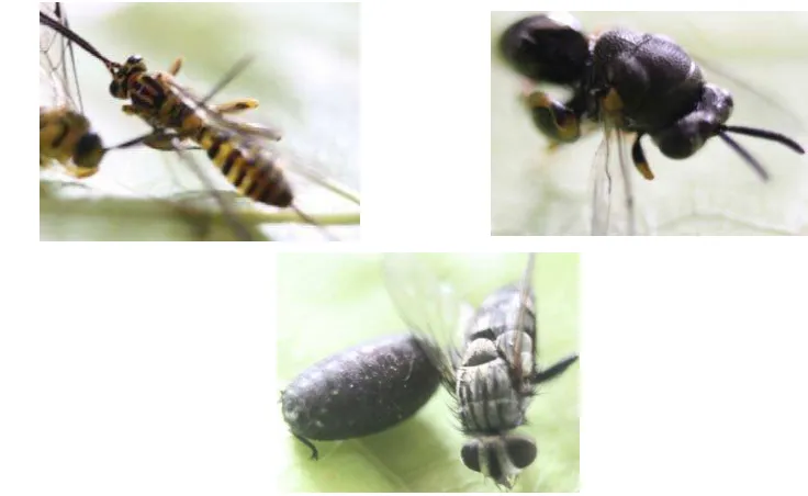 Gambar 3 Musuh alami dari hama ulat bulu yang ditemukan, (a) imago Xanthopimpla sp., (b) imago Brachymeria sp., (c) pupa dan imago Lalat Tachinidae 