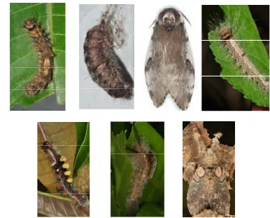 Gambar 6 Hama ulat bulu yang ditemukan di Kabupaten Probolinggo, (a) larva   