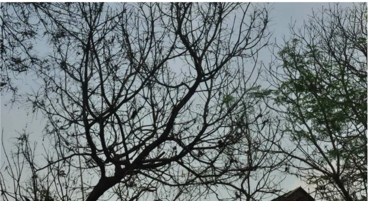 Gambar 1 Kerusakan berat pada pertanaman mangga di Kabupaten Probolinggo akibat serangan ulat bulu 