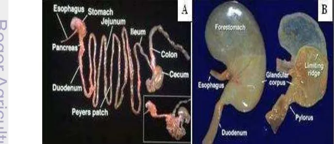 Gambar 3 Anatomi lambung mencit ( Mus musculus). A. Saluran pencernaan, dan B. 