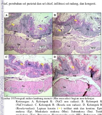 Gambar 10 Fotografi mikro lambung mencit (Mus musculus) bagian non-kelenjar.  