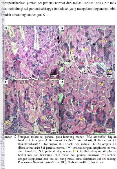 Gambar 12 Fotografi mikro sel parietal pada lambung mencit ( Mus musculus) bagian 