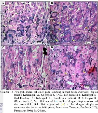 Gambar 14 Fotografi mikro sel chief pada lambung mencit ( Mus musculus) bagian 