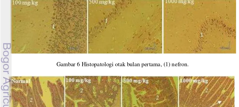 Gambar 6 Histopatologi otak bulan pertama, (1) nefron. 