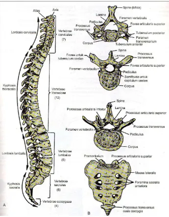 Gambar 2.2 A: Kolumna vertebralis tampak lateral. B: Ciri-ciri umum berbagai 