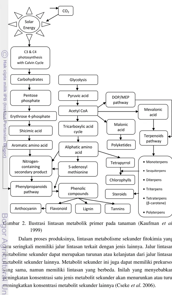 Gambar  2.  Ilustrasi  lintasan  metabolik  primer  pada  tanaman  (Kaufman  et  al.  1999)  