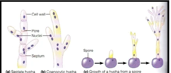 Gambar 5. a.Hifa bersepta.                    b. hifa senositik 