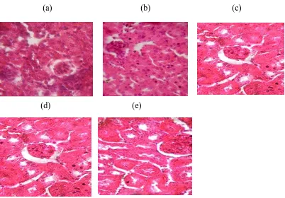 Gambar 3. Perubahan Struktur Histopatologi Jaringan Tubulus Proksimal Ginjal Mencit (a) P 0 (b) P 1 (c) P 2 (c) P 3 (d) P 4 (e) P 5