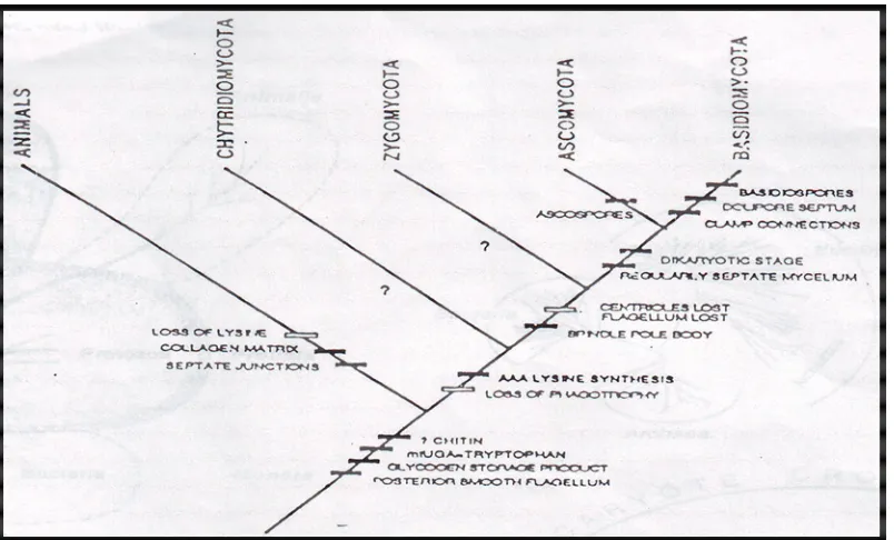 Gambar 6. Klasifikasi fungi menurut Alexopoulus (1996) 