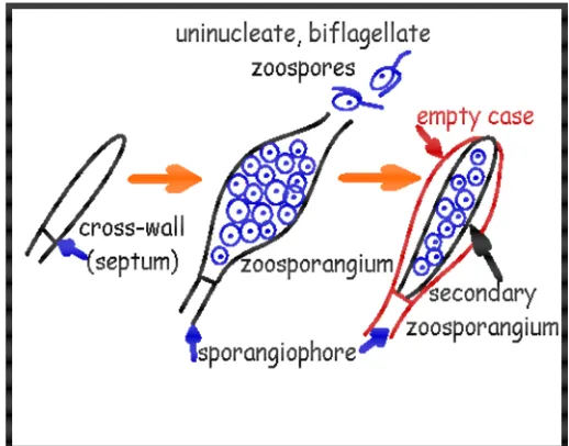 Gambar 9. Zoospora pada Oomycota (sumber: image.google.com) 