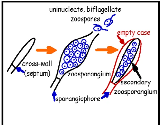 Gambar 9. Zoospora pada Oomycota (sumber: image.google.com) 