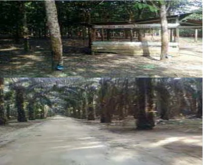 Gambar 2: Lokasi perkebunan yang biasa digunakan remaja untuk bertemu. 