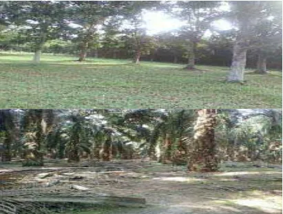 Gambar 5: Perkebunan yang biasa digunakan untuk tempat berduaan 