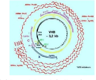 Gambar 6 Diagram organisasi genome virus hepatitis B (Sumber: Wagner 2004). 