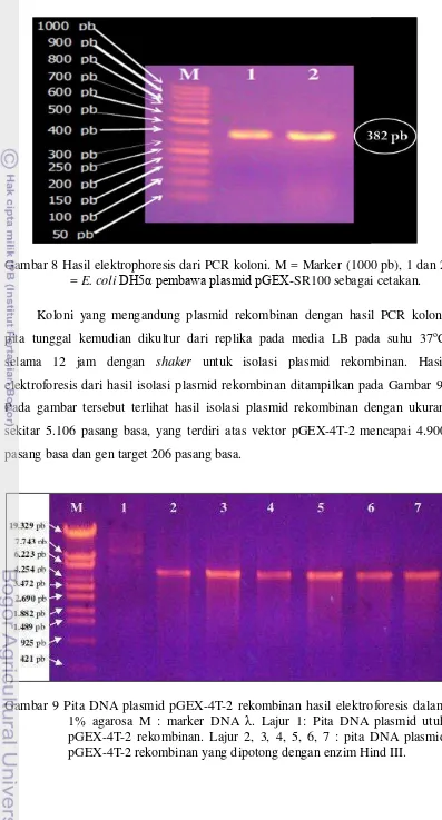 Gambar 9 Pita DNA plasmid pGEX-4T-2 rekombinan hasil elektroforesis dalam 1% agarosa M : marker DNA �
