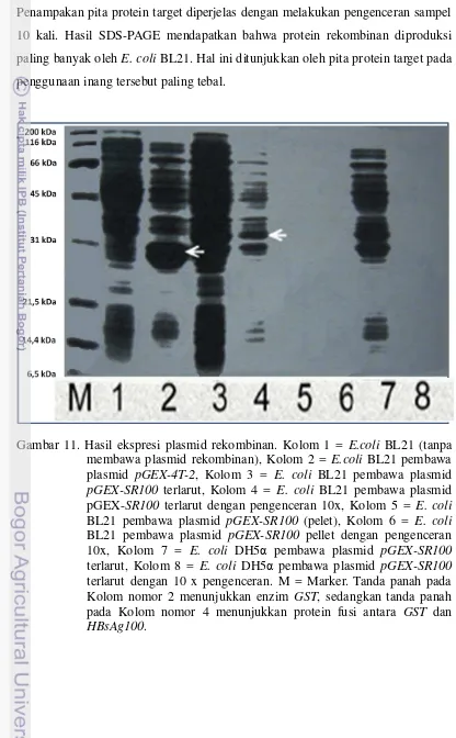 Gambar 11. Hasil ekspresi plasmid rekombinan. Kolom 1 = E.coli BL21 (tanpa membawa plasmid rekombinan), Kolom 2 = E.coli BL21 pembawa plasmid pGEX-4T-2, Kolom 3 = E