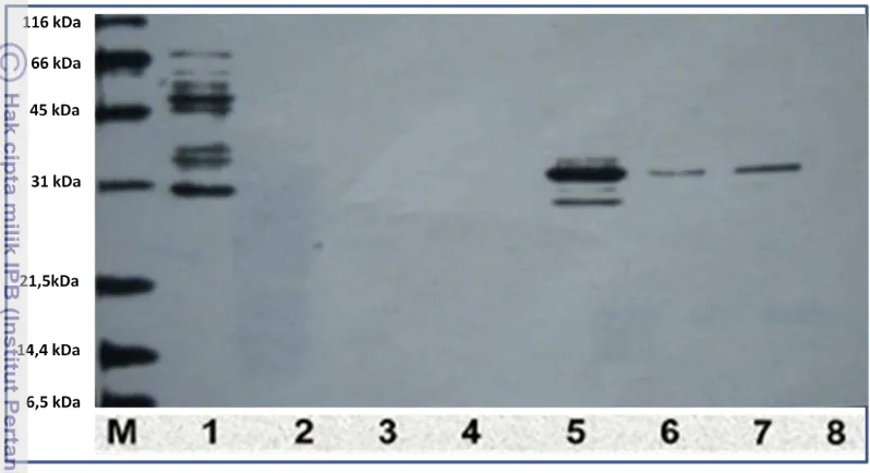 Gambar 12 Protein rekombinan hasil pemurnian. M = marker. Kolom 1 = protein bakteri (unbound protein), Kolom 2 = protein bakteri (unbound protein) yang diencerkan 10x, Kolom 3 = protein bakteri (unbound protein) yang diencerkan 10x, Kolom 4 = protein bakte