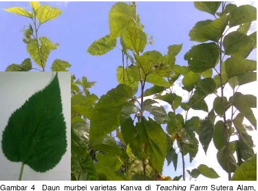 Gambar 4  Daun murbei varietas Kanva di Teaching Farm Sutera Alam, 